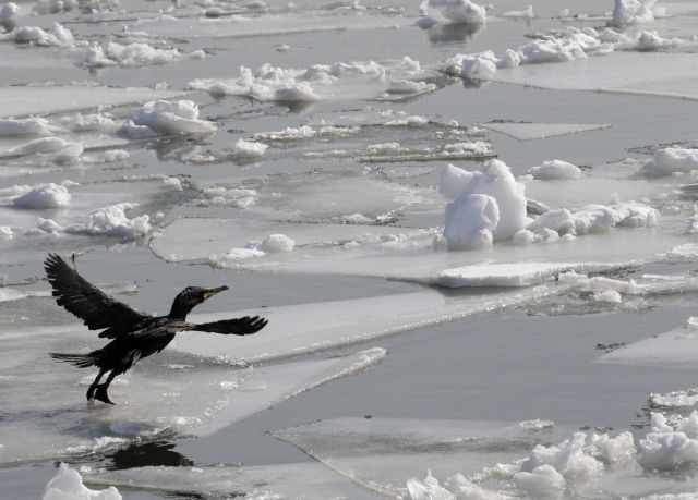 Μέχρι τέλη Φεβρουαρίου ενδέχεται να διαρκέσει το κύμα ψύχους στην Ευρώπη (infographic)